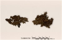 藏品(亞平滑梅衣)的圖片